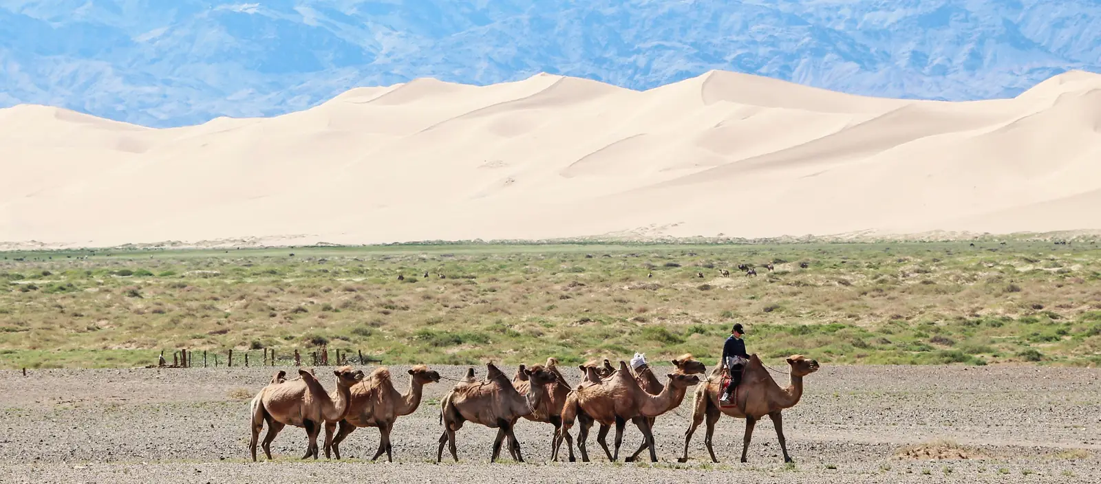 A line of Bactrian camels resting at the foot of tall sand dunes in the Gobi desert